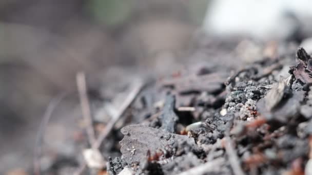 Πολλά Μυρμήγκια Του Δάσους Εργάζονται Για Την Κατασκευή Ενός Λόφου — Αρχείο Βίντεο