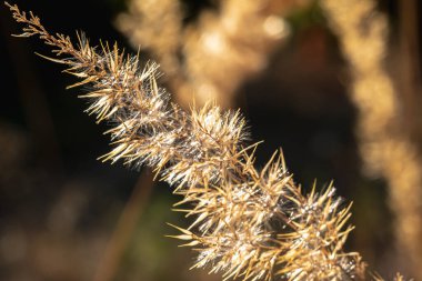 Günbatımında Sonbahar Altın Çimeni. arka ışık. Dikey yönelim.