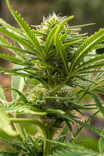 Detail Einer Cannabis Cola Mit Sichtbaren Haaren Und Blättern Auf — Stockfoto