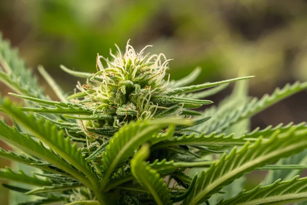 Detail Einer Cannabis Cola Mit Sichtbaren Haaren Und Blättern Auf — Stockfoto