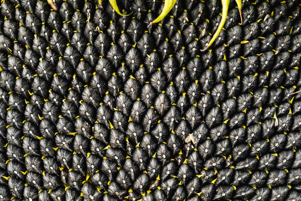 Black sunflower seeds pattern. Sunflower seeds background.