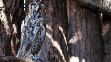 Uzun Kulaklı Baykuş bir ağacın gövdesinde dinleniyor.