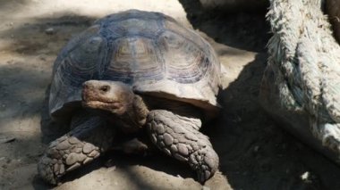 Kaplumbağa gibi yakın plan. Kaplumbağa yerinde oturuyor. Afrika 'da eski bir hayvan