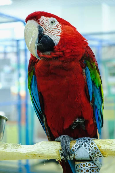 Scarlet Macaw Färgglada Fågel Sittande Gren Med Vit Bakgrund Och — Stockfoto