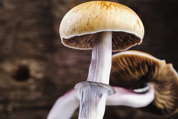 Meksika sihirli mantarı bir psilosibe cubensis. Psilosibin ve psilosin - Meksika Psilocybe Cubensis gibi ana aktif elementleri olan psikedelik mantar türü. Yetişkin bir mantar sporlar yağdırıyor. yatay yönelim