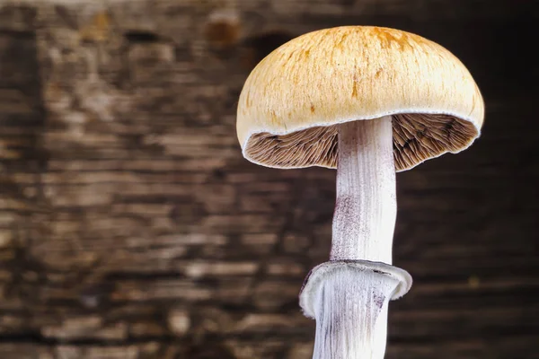 Hongo Mágico Mexicano Una Psilocybe Cubensis Una Especie Hongo Psicodélico —  Fotos de Stock