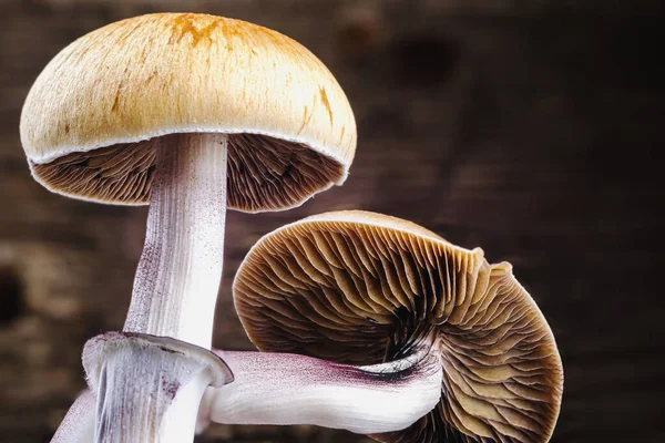 The Mexican magic mushroom is a psilocybe cubensis, a specie of psychedelic mushroom whose main active elements are psilocybin and psilocin - Mexican Psilocybe Cubensis. An adult mushroom raining spores. horizontal orientation