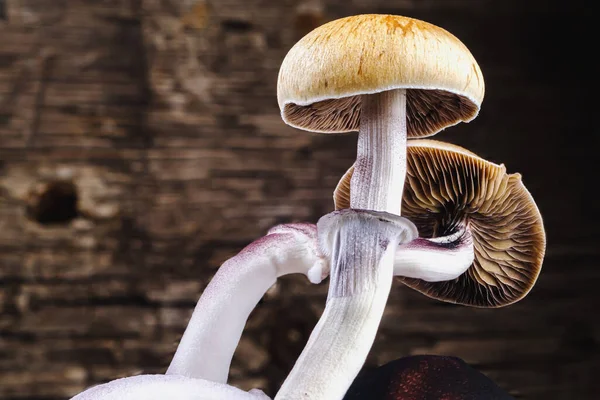 Meksika sihirli mantarı bir psilosibe cubensis. Psilosibin ve psilosin - Meksika Psilocybe Cubensis gibi ana aktif elementleri olan psikedelik mantar türü. Yetişkin bir mantar sporlar yağdırıyor. yatay yönelim