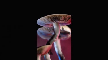 Meksika sihirli mantarı bir psilosibe cubensis. Psilosibin ve psilosin - Meksika Psilocybe Cubensis gibi ana aktif elementleri olan psikedelik mantar türü. Yetişkin bir mantar sporlar yağdırıyor. Dikey. 4k.
