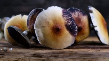Meksika sihirli mantarı bir psilosibe cubensis. Psilosibin ve psilosin - Meksika Psilocybe Cubensis gibi ana aktif elementleri olan psikedelik mantar türü. Yetişkin bir mantar sporlar yağdırıyor. yatay video. 4k.