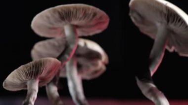 Meksika sihirli mantarı bir psilosibe cubensis. Psilosibin ve psilosin - Meksika Psilocybe Cubensis gibi ana aktif elementleri olan psikedelik mantar türü. Yetişkin bir mantar sporlar yağdırıyor. yatay video. 4k.