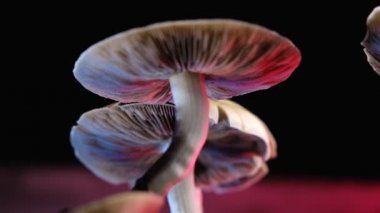 Meksika sihirli mantarı bir psilosibe cubensis. Psilosibin ve psilosin - Meksika Psilocybe Cubensis gibi ana aktif elementleri olan psikedelik mantar türü. Yetişkin bir mantar sporlar yağdırıyor. yatay video. 4k.