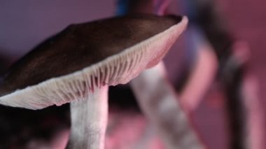 Meksika sihirli mantarı bir psilosibe cubensis. Psilosibin ve psilosin - Meksika Psilocybe Cubensis gibi ana aktif elementleri olan psikedelik mantar türü. Yetişkin bir mantar sporlar yağdırıyor. yatay video. 4k.
