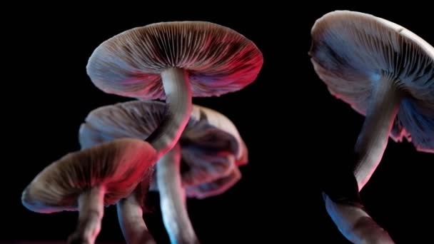 Den Mexikanska Magiska Svampen Psilocybe Cubensis Art Psykedelisk Svamp Vars — Stockvideo