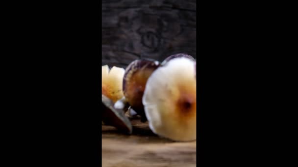 Meksykański Magiczny Grzyb Psilocybe Cubensis Gatunek Grzyba Psychodelicznego Którego Głównymi — Wideo stockowe