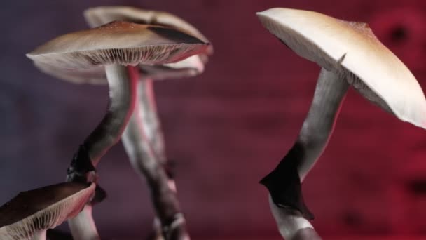 Den Mexikanska Magiska Svampen Psilocybe Cubensis Art Psykedelisk Svamp Vars — Stockvideo