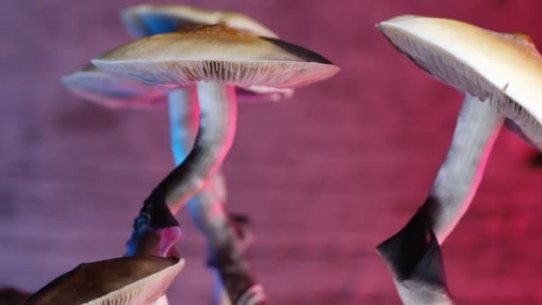 Den Mexikanska Magiska Svampen Psilocybe Cubensis Art Psykedelisk Svamp Vars — Stockvideo