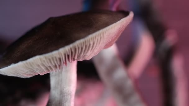 墨西哥的神奇蘑菇是一种迷幻蘑菇 其主要活性成分是苦参碱和苦参碱 墨西哥苦参碱 成虫雨孢子 水平视频 — 图库视频影像