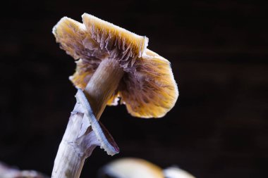 Meksika sihirli mantarı bir psilosibe cubensis. Psilosibin ve psilosin - Meksika Psilocybe Cubensis gibi ana aktif elementleri olan psikedelik mantar türü. Yetişkin bir mantar sporlar yağdırıyor. yatay yönelim