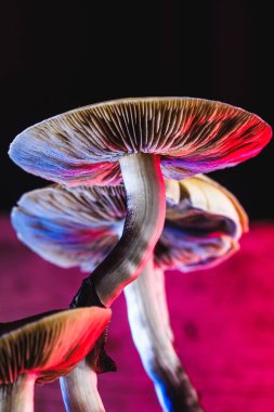 Meksika sihirli mantarı bir psilosibe cubensis. Psilosibin ve psilosin - Meksika Psilocybe Cubensis gibi ana aktif elementleri olan psikedelik mantar türü. Yetişkin bir mantar sporlar yağdırıyor. kırmızı ve mavi renk. düşey yönelim