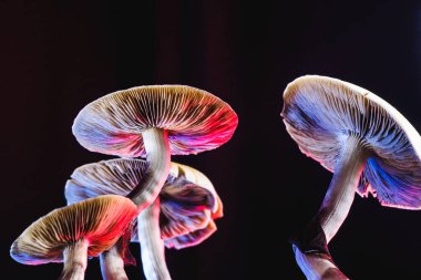 Meksika sihirli mantarı bir psilosibe cubensis. Psilosibin ve psilosin - Meksika Psilocybe Cubensis gibi ana aktif elementleri olan psikedelik mantar türü. Yetişkin bir mantar sporlar yağdırıyor. kırmızı ve mavi renk. yatay yönelim