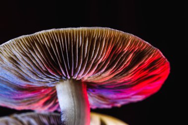 Meksika sihirli mantarı bir psilosibe cubensis. Psilosibin ve psilosin - Meksika Psilocybe Cubensis gibi ana aktif elementleri olan psikedelik mantar türü. Yetişkin bir mantar sporlar yağdırıyor. kırmızı ve mavi renk. yatay yönelim