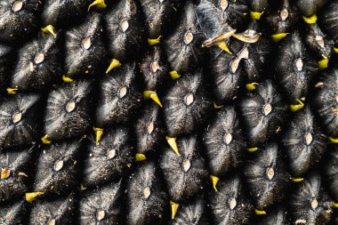 Siyah ayçekirdeği deseni. Ayçekirdeği arka planı. Yatay yönelim