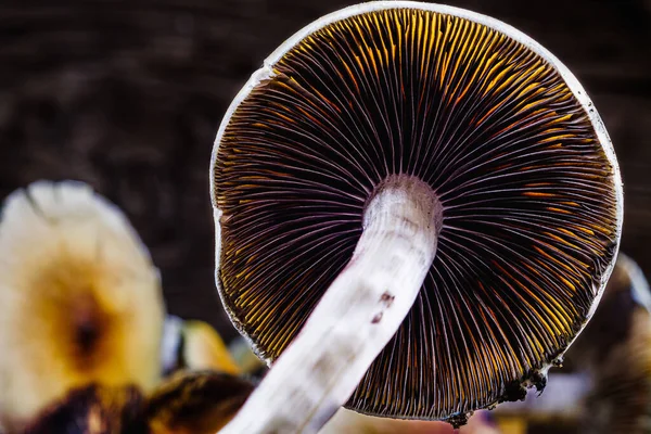 Meksika sihirli mantarı bir psilosibe cubensis. Psilosibin ve psilosin - Meksika Psilocybe Cubensis gibi ana aktif elementleri olan psikedelik mantar türü. Yetişkin bir mantar sporlar yağdırıyor. yatay yönelim