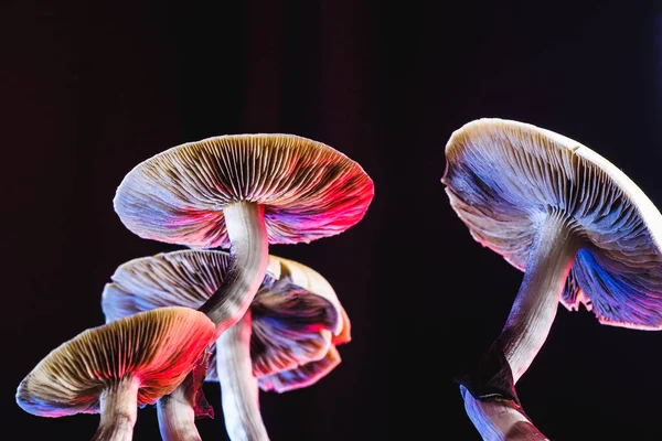 Meksika sihirli mantarı bir psilosibe cubensis. Psilosibin ve psilosin - Meksika Psilocybe Cubensis gibi ana aktif elementleri olan psikedelik mantar türü. Yetişkin bir mantar sporlar yağdırıyor. kırmızı ve mavi renk. yatay yönelim