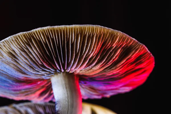Meksika sihirli mantarı bir psilosibe cubensis. Psilosibin ve psilosin - Meksika Psilocybe Cubensis gibi ana aktif elementleri olan psikedelik mantar türü. Yetişkin bir mantar sporlar yağdırıyor. kırmızı ve mavi renk. yatay yönelim