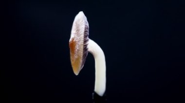 Meksika sihirli mantarı bir psilosibe cubensis. Psilosibin ve psilosin içeren psikedelik mantar türü. Çeşitli Meksika Psilocybe Cubensis. Mantar dönüyor. Karanlık arka plan. 4k.