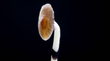 Meksika sihirli mantarı bir psilosibe cubensis. Psilosibin ve psilosin içeren psikedelik mantar türü. Çeşitli Meksika Psilocybe Cubensis. Mantar dönüyor. Karanlık arka plan. 4k.