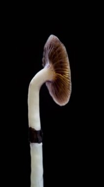 Meksika sihirli mantarı bir psilosibe cubensis. Psilosibin ve psilosin içeren psikedelik mantar türü. Çeşitli Meksika Psilocybe Cubensis. Mantar dönüyor. Karanlık arka plan. 4k.
