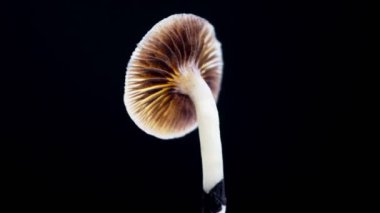 Meksika sihirli mantarı bir psilosibe cubensis. Psilosibin ve psilosin içeren psikedelik mantar türü. Çeşitli Meksika Psilocybe Cubensis. Mantar dönüyor. Karanlık arka plan. 4k.