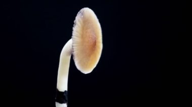 Meksika sihirli mantarı bir psilosibe cubensis. Psilosibin ve psilosin içeren psikedelik mantar türü. Çeşitli Meksika Psilocybe Cubensis. Mantar dönüyor. Karanlık arka plan. 4k.