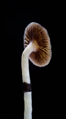 Meksika sihirli mantarı bir psilosibe cubensis. Psilosibin ve psilosin içeren psikedelik mantar türü. Çeşitli Meksika Psilocybe Cubensis. Mantar dönüyor. Karanlık arka plan. 4k.