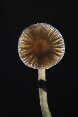 Bir Meksika sihirli mantarı bir psilosibe cubensis 'tir, başlıca aktif elementleri psilosibin ve psilosin olan psikedelik mantar türüdür - Meksika Psilocybe Cubensis. Yetişkin bir mantar sporlar yağdırıyor. Karanlık arka plan. düşey yönelim