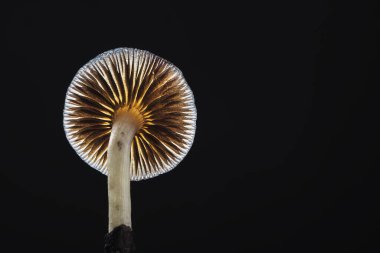 Bir Meksika sihirli mantarı bir psilosibe cubensis 'tir, başlıca aktif elementleri psilosibin ve psilosin olan psikedelik mantar türüdür - Meksika Psilocybe Cubensis. Yetişkin bir mantar sporlar yağdırıyor. Karanlık arka plan. Boşluğu kopyala