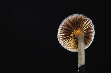 Bir Meksika sihirli mantarı bir psilosibe cubensis 'tir, başlıca aktif elementleri psilosibin ve psilosin olan psikedelik mantar türüdür - Meksika Psilocybe Cubensis. Yetişkin bir mantar sporlar yağdırıyor. Karanlık arka plan. Boşluğu kopyala