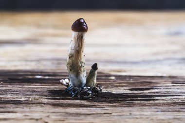 Meksika sihirli mantarı bir psilosibe cubensis, psikedelik mantarın ana aktif elementleri psilosibin ve psilosin - Meksika Psilocybe Cubensis.