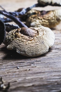 Kurutulmuş Meksika sihirli mantarları bir psilosibe cubensis 'tir, başlıca aktif elementleri psilosibin ve psilosin olan psikedelik mantar türüdür - Meksika Psilocybe Cubensis. Yetişkin bir mantar sporlar yağdırıyor. Dikey. Boşluğu kopyala
