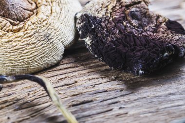 Kurutulmuş Meksika sihirli mantarları bir psilosibe cubensis 'tir, başlıca aktif elementleri psilosibin ve psilosin olan psikedelik mantar türüdür - Meksika Psilocybe Cubensis. Yetişkin bir mantar spor yağmuru.