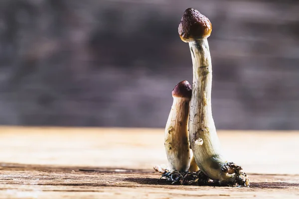 Hongo Mágico Mexicano Una Psilocibe Cubensis Una Especie Hongo Psicodélico —  Fotos de Stock