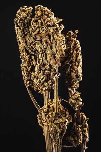 Tıbbi Marihuana Otu Kenevir Çiçeği Soyu Indica Sativa Melez Çiçeği — Stok fotoğraf