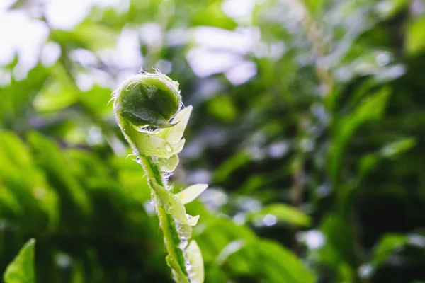 Gyönyörű Páfrányok Levelek Zöld Lombozat Természetes Virágos Páfrány Háttér Napfényben — Stock Fotó