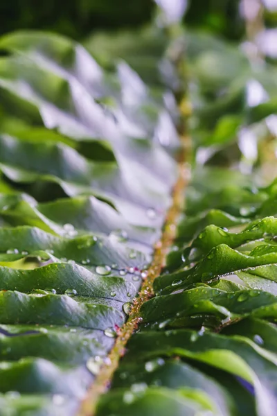 Felci Bellissime Foglie Fogliame Verde Naturale Sfondo Felce Floreale Alla — Foto Stock