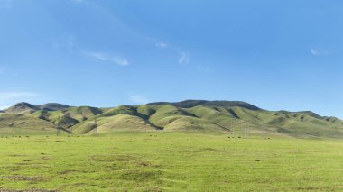 Son yağmurlar, yeşil alan ve inekler vadi boyunca çalışan elektrik hatları altında otlatma ile tepeler sonra Kaliforniya'da Central Valley Hills Panoramik.