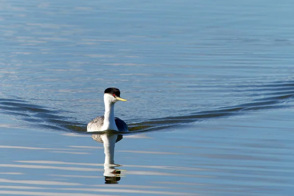 A Western Grebe swimming on a calm lake.  The western grebe is the largest North American grebe.