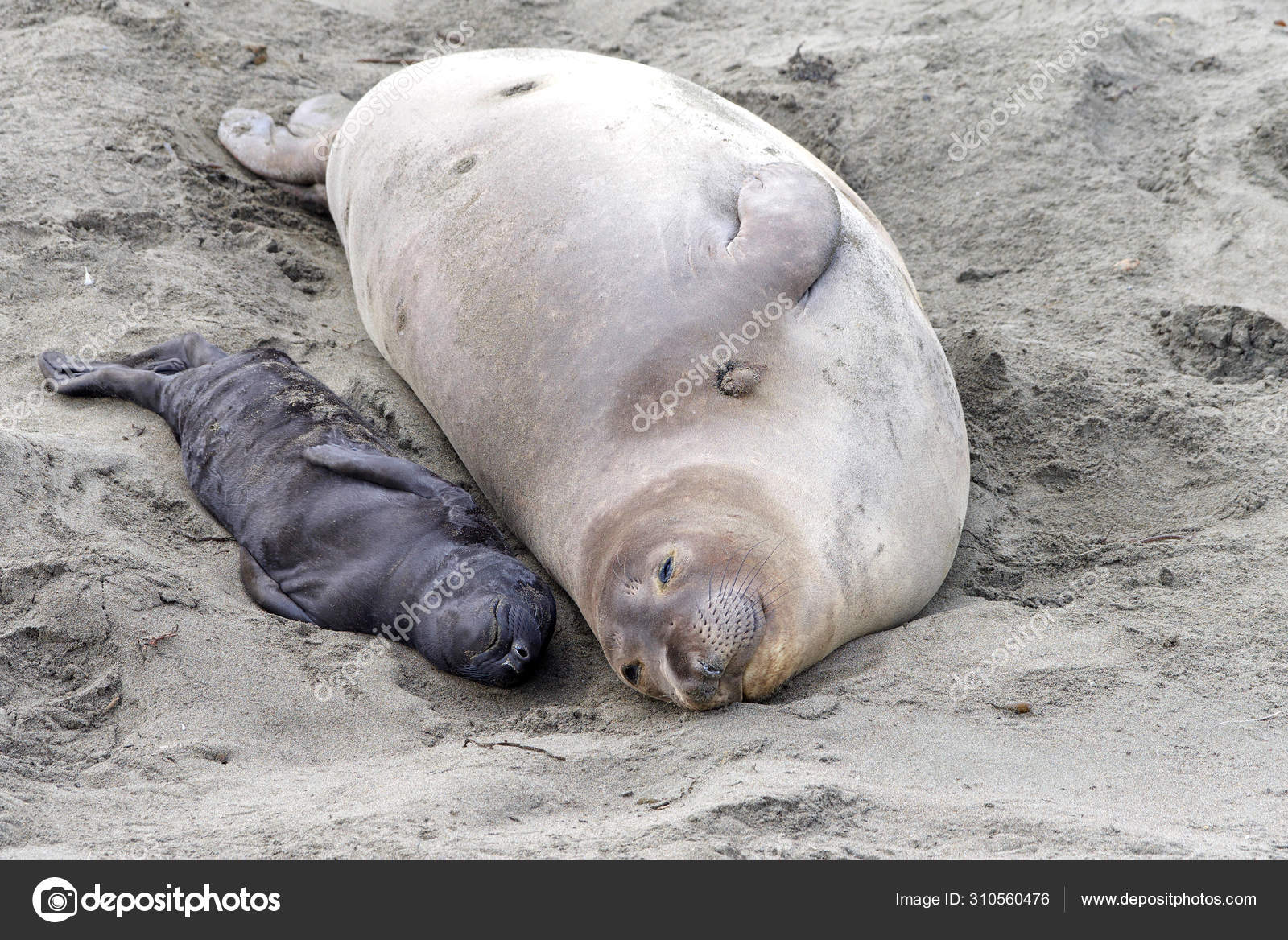 Mother Newborn Baby Elephant Seals Laying Side Side Mom Knows Stock Photo Image By C Sheilaf02 Mother Newborn Baby Elephant Seals Laying Side Side Mom Knows Stock Photo Image By C Sheilaf02