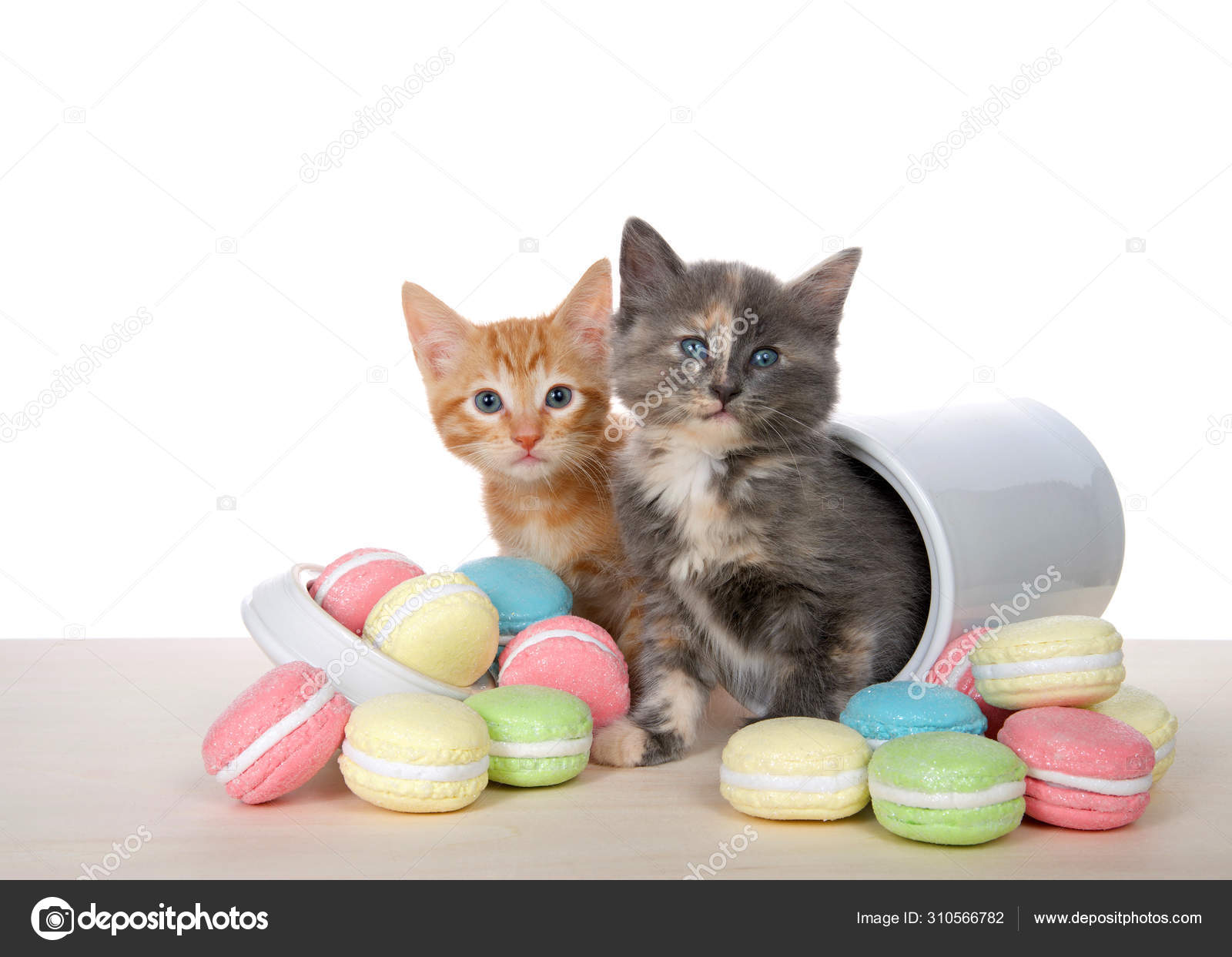 Dilute Calico British Shorthair